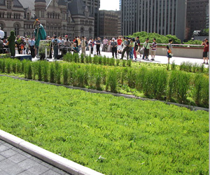 intensive green roofs